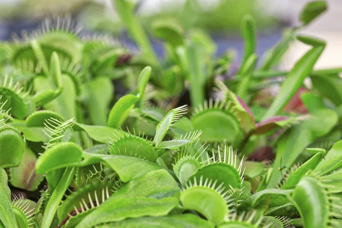 Impresión enmarcada : Dionaea muscipula. Impresión enmarcada : Dionaea muscipula.