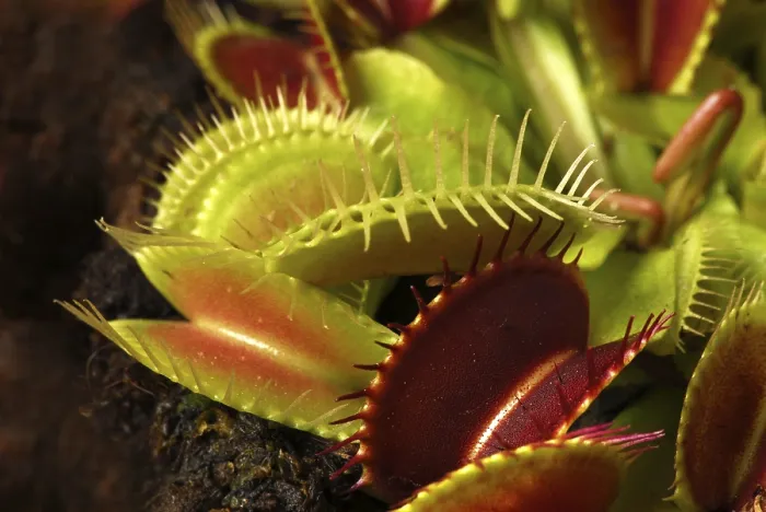 Impresión enmarcada : Dionaea muscipula Impresión enmarcada : Dionaea muscipula