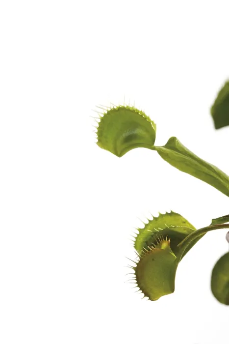 Impresión enmarcada : Dionaea muscipula Impresión enmarcada : Dionaea muscipula