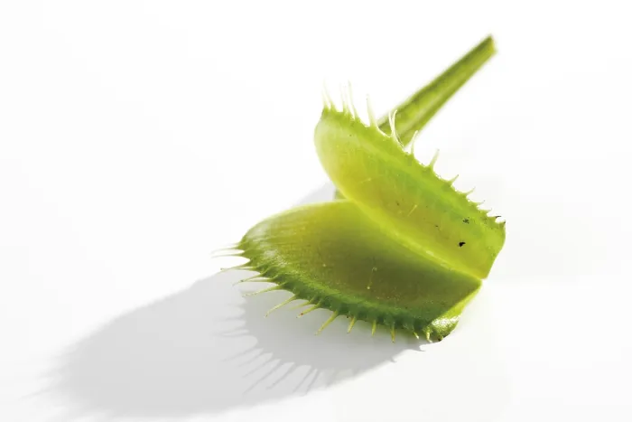 Impresión enmarcada : Venus Flytrap (Dionaea muscipula)