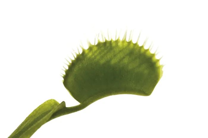 Impresión enmarcada : Dionaea muscipula