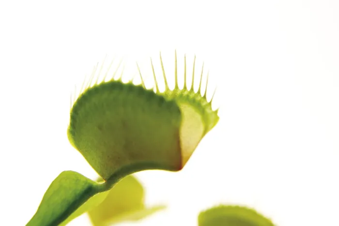 Impresión enmarcada : Dionaea muscipula
