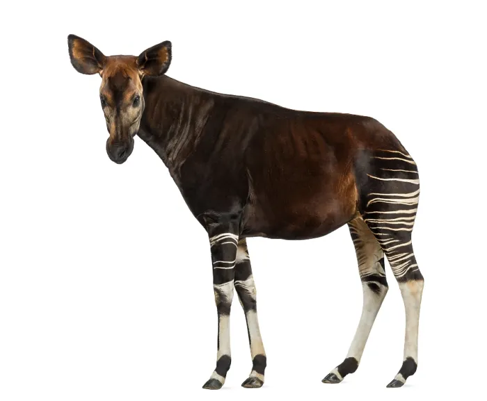 Impresión enmarcada : Vista lateral de un okapi en pie.