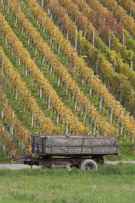 Impresión enmarcada : vineyard Impresión enmarcada : vineyard