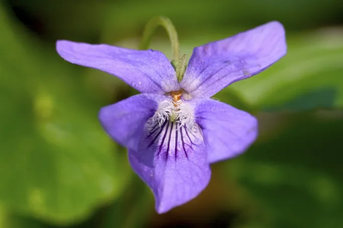 Impresión enmarcada : Viola Impresión enmarcada : Viola