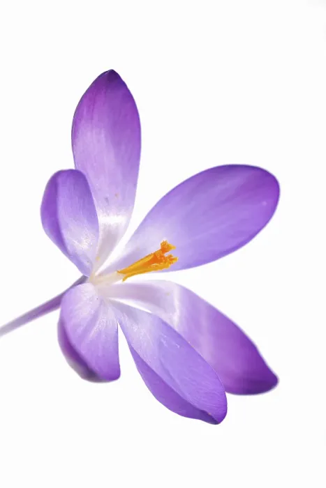 Impresión enmarcada : Violeta Cucú (Crocus)