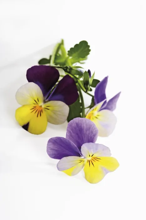 Impresión enmarcada : Violets Impresión enmarcada : Violets
