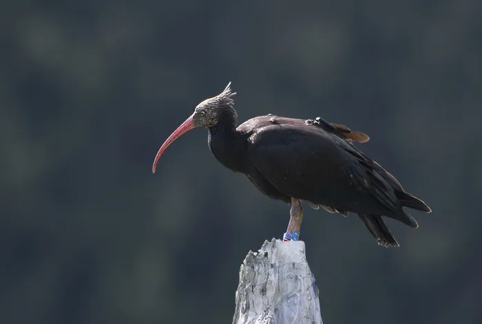 Impresión enmarcada : Waldrapp