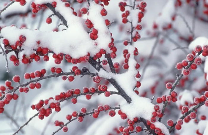 Impresión enmarcada : Cotoneaster de pared (Cotoneaster horizontalis)
