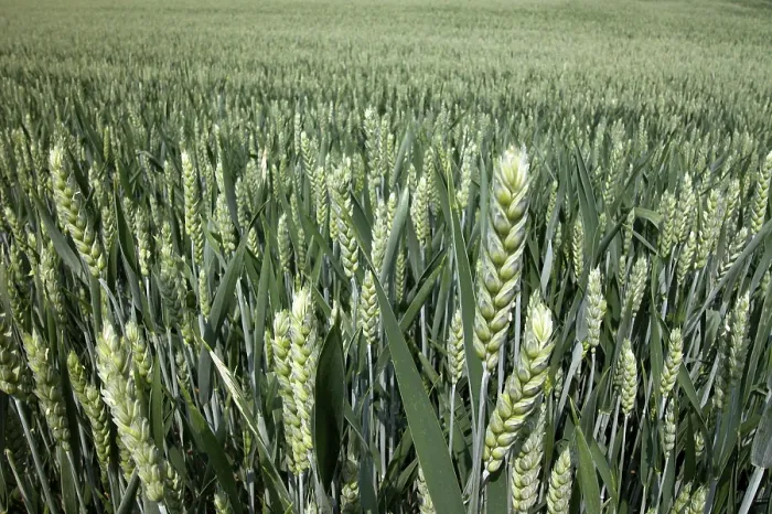 Impresión enmarcada : Wheat Impresión enmarcada : Wheat
