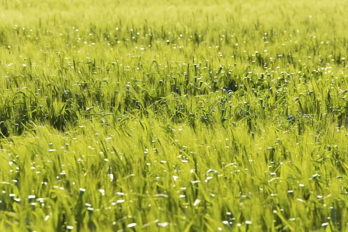 Impresión enmarcada : Campo de Trigo.
