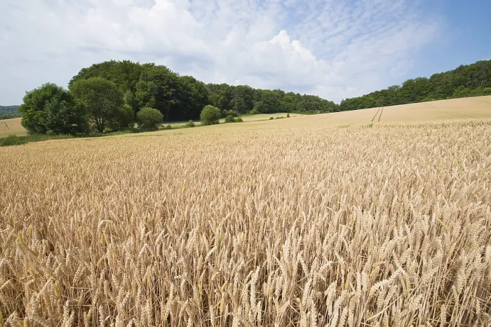 Impresión enmarcada : Campo de trigo, Turingia, Alemania. Impresión enmarcada : Campo de trigo, Turingia, Alemania.