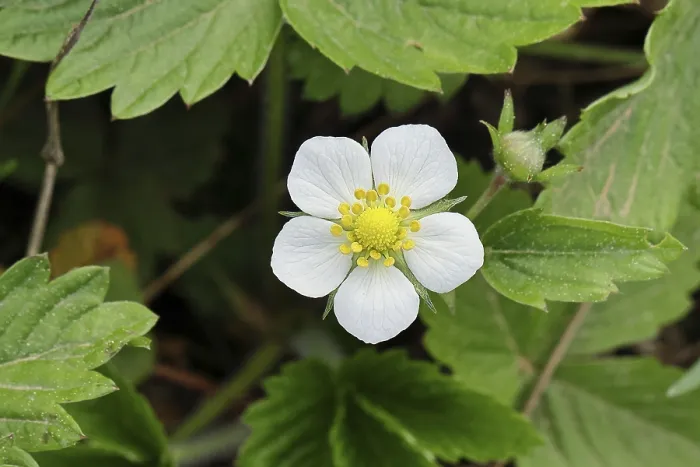 Impresión enmarcada : Frambuesa silvestre (Fragaria vesca)