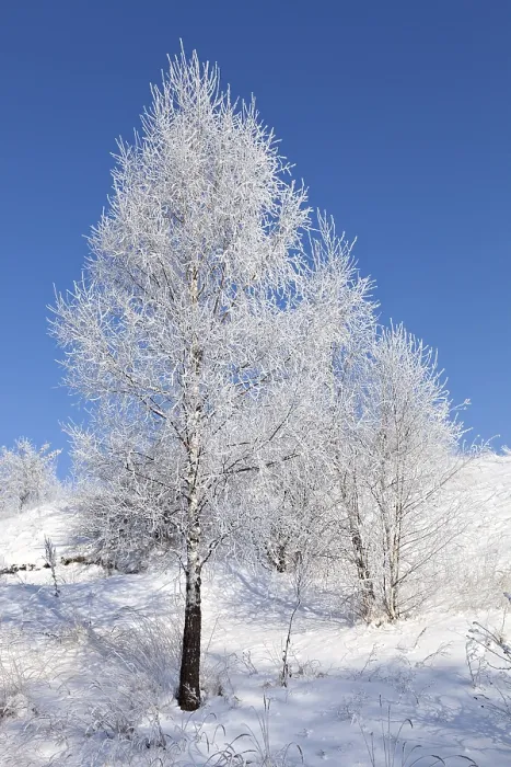 Impresión enmarcada : Arbol de invierno. Impresión enmarcada : Arbol de invierno.