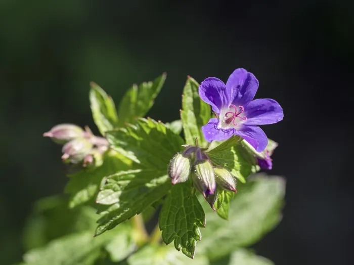 Impresión enmarcada : Geranio de bosque (Geranium sylvaticum)