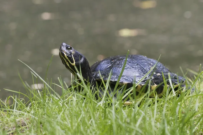Impresión enmarcada : Tortuga de cascabel amarillo (Trachemys scripta scripta). Impresión enmarcada : Tortuga de cascabel amarillo (Trachemys scripta scripta).