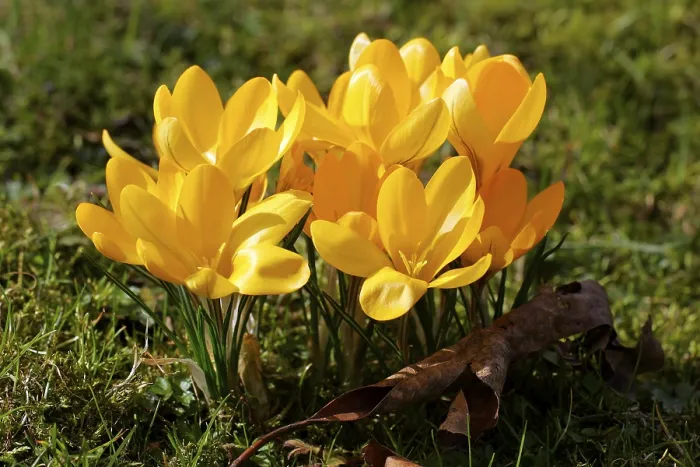 Impresión enmarcada : Crocus amarillo (Crocus flavus)