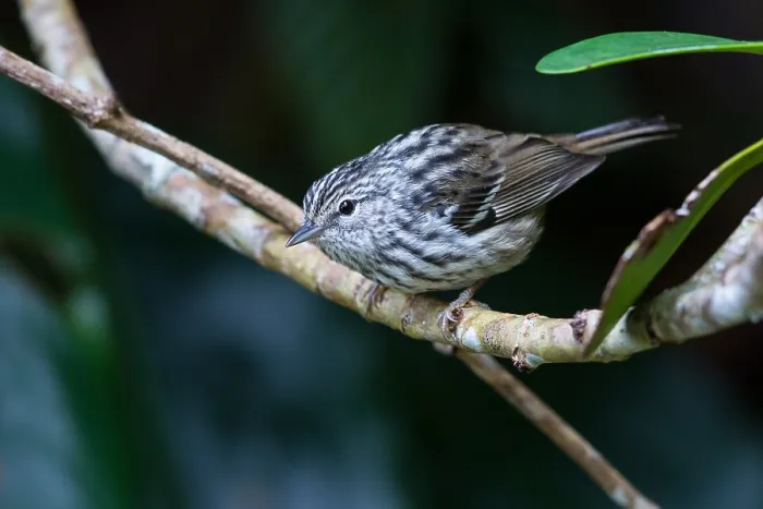 Impresión enmarcada : Pico de flecha Mosquitero