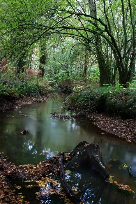 Impresión enmarcada : Un río que fluye a través de un bosque.