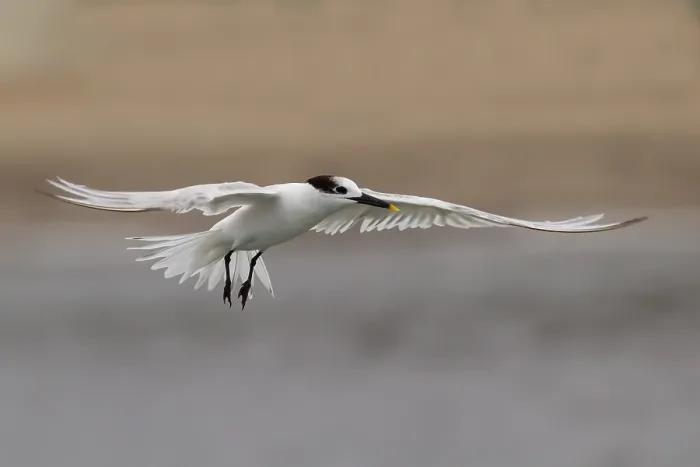 Impresión enmarcada : Cabot's Tern Impresión enmarcada : Cabot's Tern