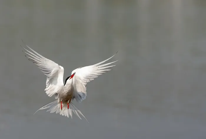 Impresión enmarcada : Gaviota Común, Sterna hirundo.