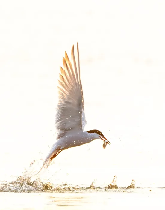 Impresión enmarcada : Gaviota Común, Sterna hirundo. Impresión enmarcada : Gaviota Común, Sterna hirundo.