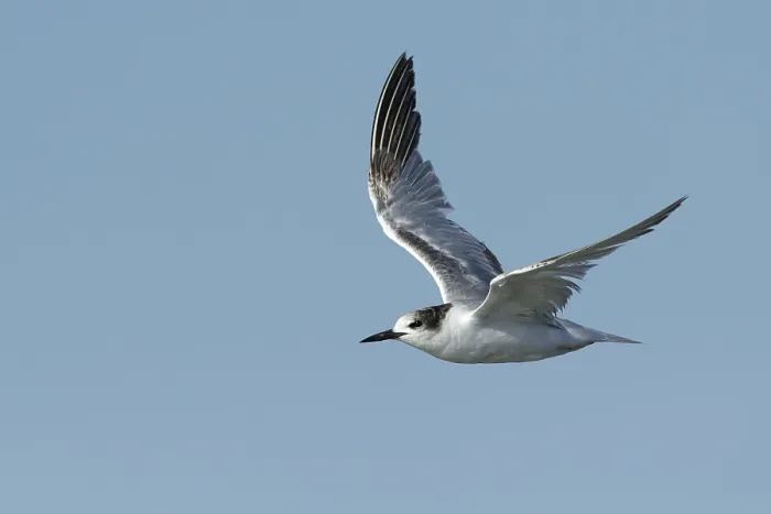 Impresión enmarcada : Gaviota de cola común, Sterna hirundo. Impresión enmarcada : Gaviota de cola común, Sterna hirundo.