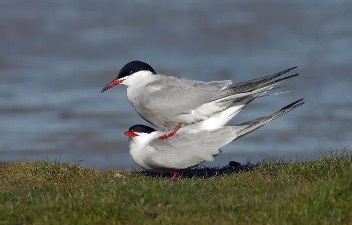 Impresión enmarcada : Gaviota Común, Sterna hirundo. Impresión enmarcada : Gaviota Común, Sterna hirundo.