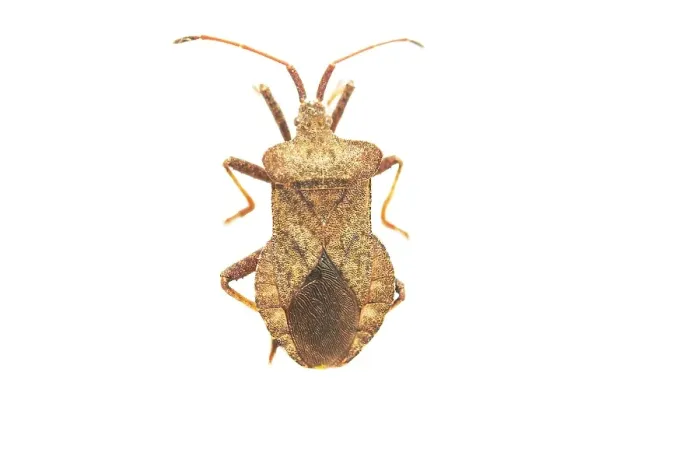 Impresión enmarcada : 'Dock Bug, Coreus marginatus'.