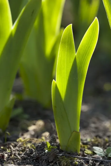 Impresión enmarcada : hoja de iris, hoja de iris