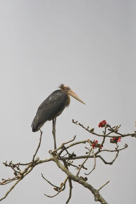 Impresión enmarcada : Javaanse Maraboe, Lesser Adjutant, Leptoptilos javanicus