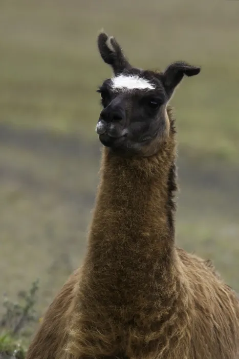 Impresión enmarcada : Llama Impresión enmarcada : Llama