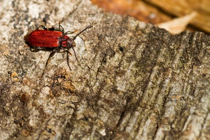 Impresión enmarcada : Imagen de un insecto de Marco