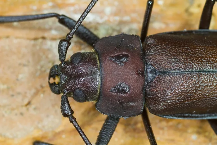 Impresión enmarcada : Imagen de marco de un insecto. Impresión enmarcada : Imagen de marco de un insecto.