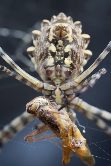 Impresión enmarcada : Imagen de marco de un insecto.