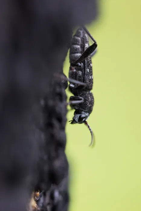Impresión enmarcada : Imagen de un insecto de Marco. Impresión enmarcada : Imagen de un insecto de Marco.