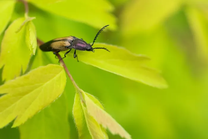 Impresión enmarcada : Imagen de marco de un insecto.
