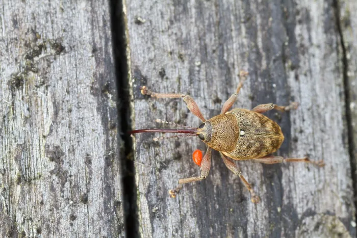 Impresión enmarcada : Imagen de un insecto de Marco.