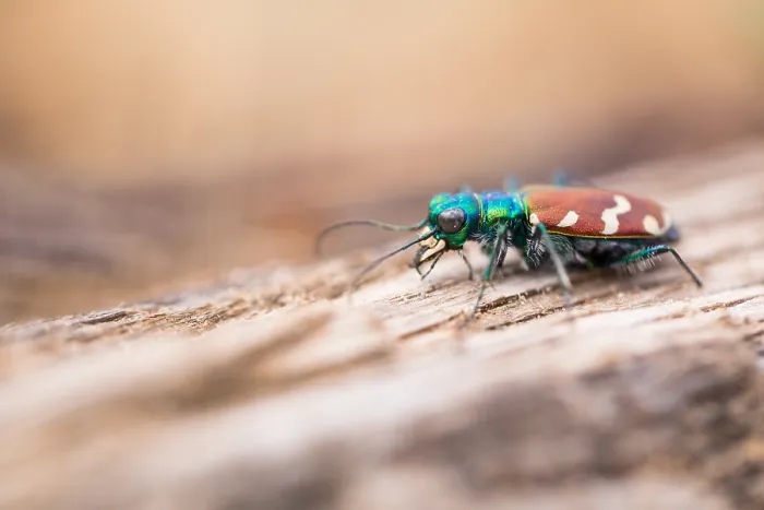 Impresión enmarcada : Imagen de marco de un insecto.