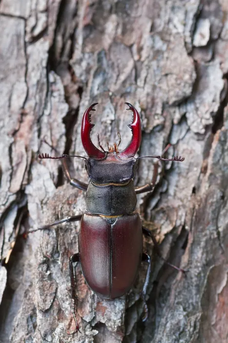 Impresión enmarcada : Imagen de marco de un insecto. Impresión enmarcada : Imagen de marco de un insecto.