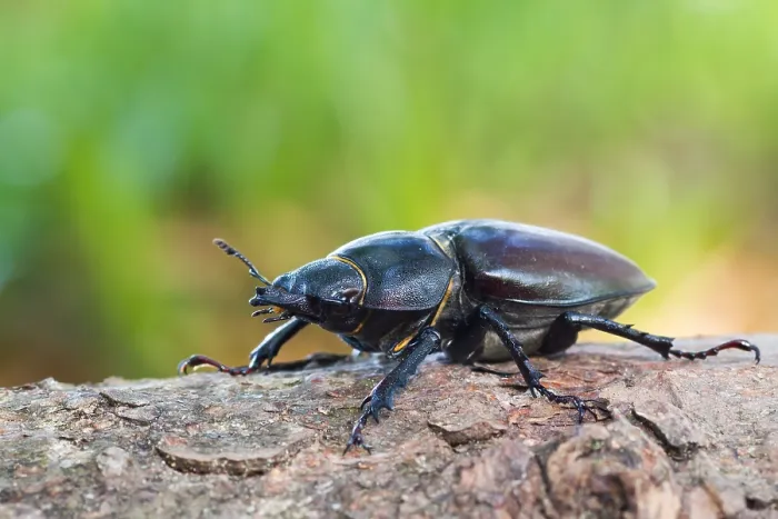Impresión enmarcada : Imagen de marco de un insecto. Impresión enmarcada : Imagen de marco de un insecto.