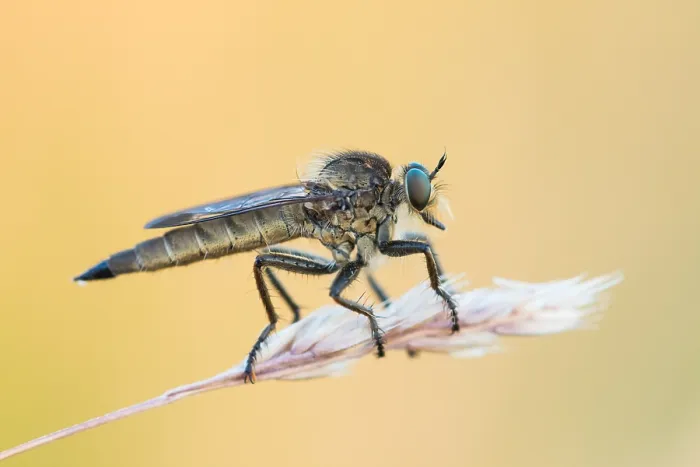 Impresión enmarcada : Imagen de marco de un insecto.