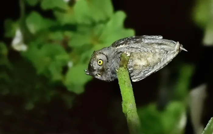 Impresión enmarcada : Otus scops Impresión enmarcada : Otus scops