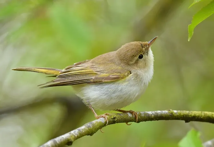 Impresión enmarcada : Phylloscopus bonelli