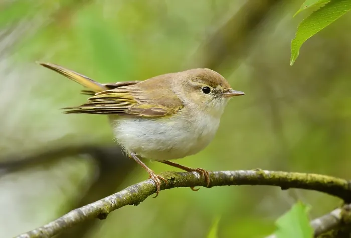 Impresión enmarcada : Phylloscopus bonelli