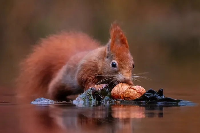 Impresión enmarcada : ardilla; inamabilis sciurus Impresión enmarcada : ardilla; inamabilis sciurus