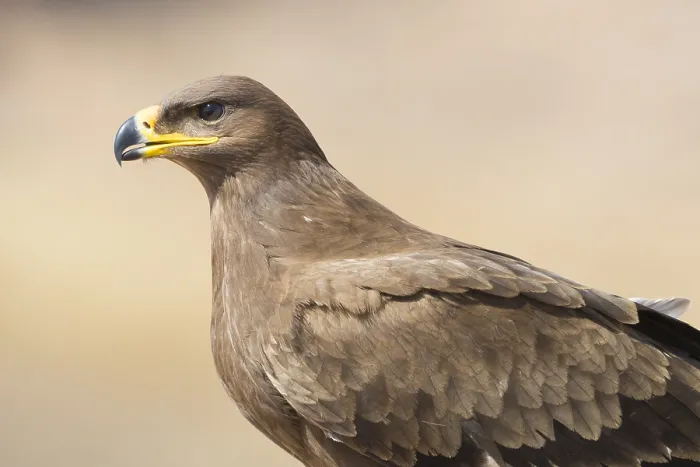 Impresión enmarcada : Águila del Estepa