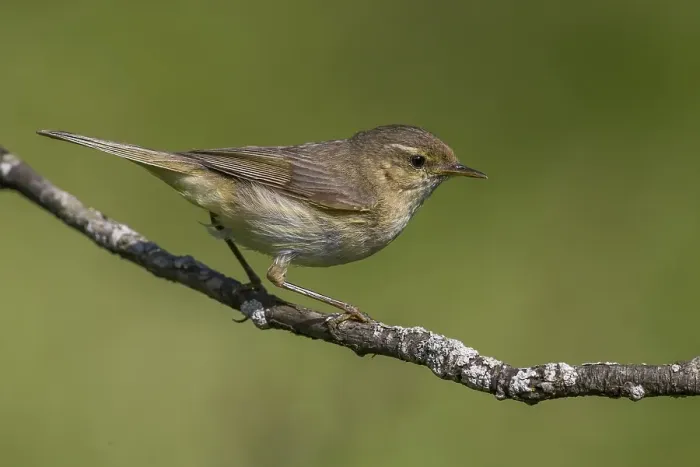 Impresión enmarcada : Tjiftjaf; Chiffchaff; Phylloscopus collybita
