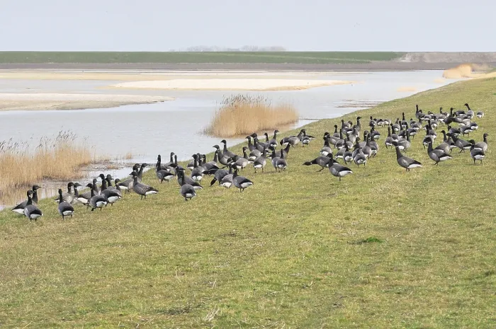 Impresión enmarcada : Utopía Texel