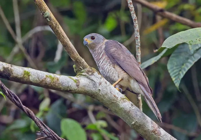 Impresión enmarcada : Águila variable, Accipiter hiogaster